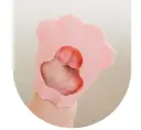 Meow Chew Toy (with Case)
